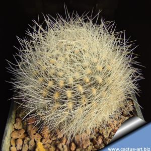 Eriosyce gerocephala (white spines form ex Lausser material)