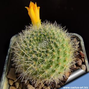 Rebutia senilis v. kesselringiana