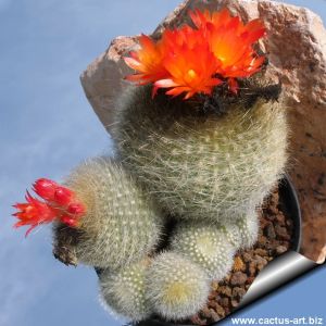 Notocactus haselbergii HU1169 Montenegro, Rio Grande do Sul, Brazil (Brasilicactus)