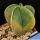 Astrophytum myriostigma "nudum forma variegata" (mixed forms)