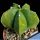 Astrophytum myriostigma "nudum forma variegata" (mixed forms)