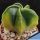 Astrophytum myriostigma "nudum forma variegata" (mixed forms)
