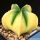 Astrophytum myriostigma "nudum forma variegata" (mixed forms)