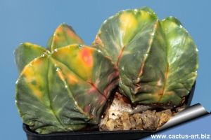 Astrophytum myriostigma "nudum forma variegata" (mixed forms)