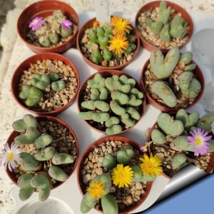 Conophytum mix (mixed forms)