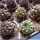 Copiapoa sp. (mixed forms)