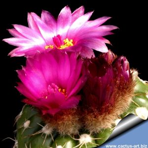Notocactus uebelmannianus HU78 Guaritas, Cacapava do Sul, Rio Grande do Sul, Brazil
