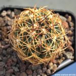 Coryphantha maiz-tablasensis GM1257, Las Tablas, San Luis Potosi, Mexico