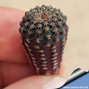 Frailea bueneckerii