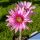 Echinocereus poselgeri ssp. gerhardii Nuevo Leon, Mexico