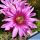 Echinocereus poselgeri ssp. gerhardii Nuevo Leon, Mexico