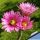 Echinocereus poselgeri ssp. gerhardii Nuevo Leon, Mexico