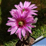 Echinocereus poselgeri ssp. gerhardii Nuevo Leon, Mexico