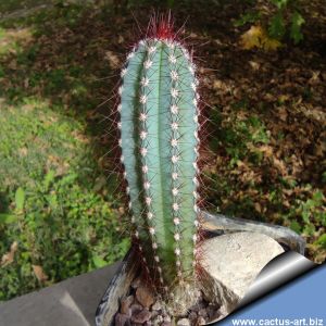 Cipocereus bradei HU143 Conselheiro Mata, Minas Gerais, Brazil