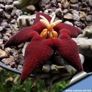 Stapelia atrosanguinea (Piaranthus atrosanguineus)