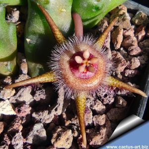 Duvalia radiata 'Asc024'