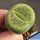 Lithops aucampiae C389 cv. BETTY'S BERYL