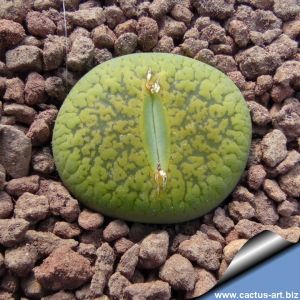 Lithops aucampiae C389 cv. BETTY'S BERYL