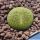 Lithops aucampiae C389 cv. BETTY'S BERYL