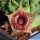 Huernia zebrina CLONE 2