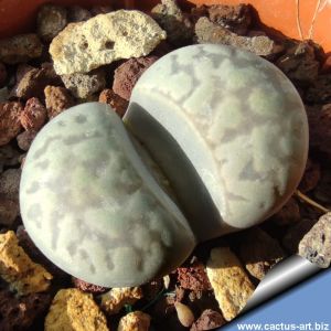 Lithops marmorata v. elisae SB1316 Animub, Vioolsdrift, North-West Cape Province, South Africa
