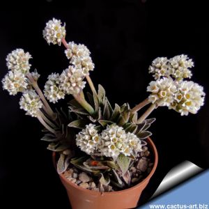 Crassula cv. FROSTY