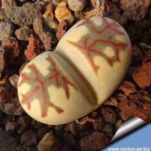 Lithops dorotheae cv. ZORRO (ex Storms)