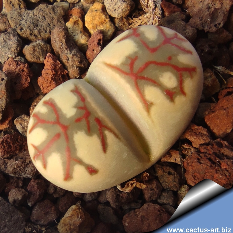 Lithops Dorotheae Zorro, Esotica Pietra Viva Roccia Ghiaccio