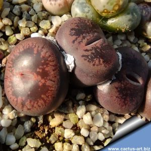 Lithops aucampiae cv. FIREBRANDT