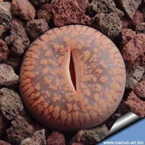 Lithops aucampiae cv. FIREBRANDT