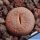 Lithops aucampiae cv. FIREBRANDT