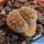 Lithops karasmontana ssp. bella cv. IRONSTONE