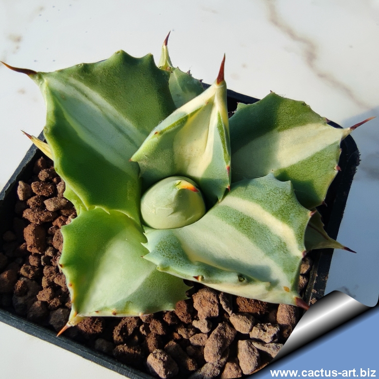 Agave isthmensis cv. OHI RAIJIN SHIRO FUKURIN NISHIKI (f