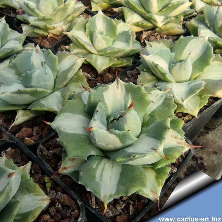 Agave isthmensis f.inermis mediopicta 中斑 Agave isthmensis mediopicta alba - CNPlantPort-Chinese Live