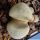 Lithops meyeri Brakfontein, South Africa (MG1670.9)