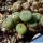 Conophytum jucundum ssp. fragile Rooiberg II, Western Cape, South Africa (MG1420.67)