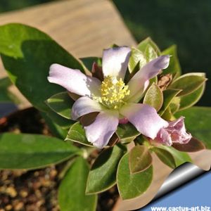 Pereskia bahiensis (Rhodocactus bahiensis)