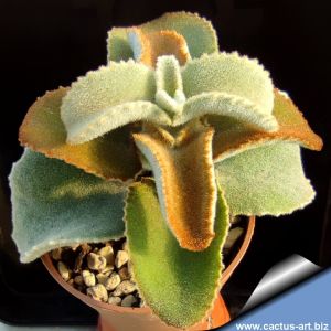 Kalanchoe bearensis f. mostruosa