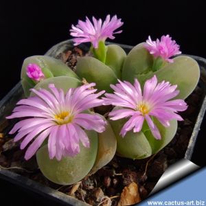 Imitaria muirii ( = Gibbaeum nebrowni) PB1268 Kareevlakte, Western Cape, South Africa.