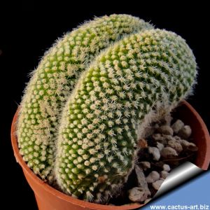 Notocactus scopa f. cristata