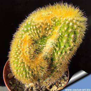 Weberbauerocereus johnsonii f. cristata