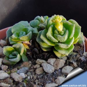 Crassula susannae