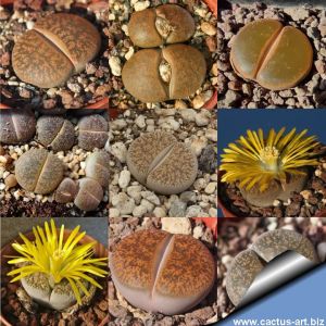 Lithops lesliei (Mixed forms)