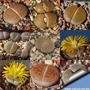 Lithops lesliei (mixed forms)