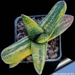Gasteria batesiana f. variegata