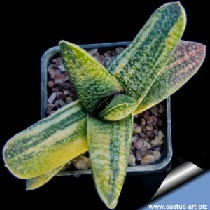 Gasteria batesiana f. variegata