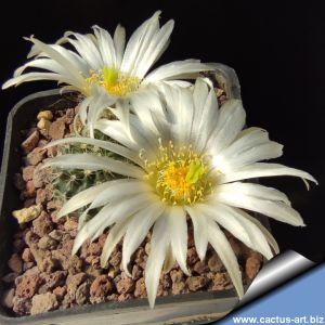 Echinocereus pulchellus v. sharpii