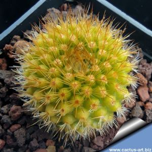 Parodia saint-pieana KK2163 Yujuy, Humahuaca, Argentina, 2800m