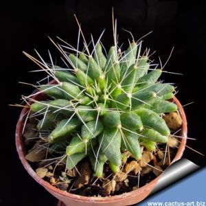 Mammillaria camptotricha f. subnuda