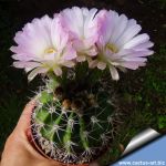 Acanthocalycium spiflorum LB371 sp. nova ( (A. violaceum) 10km North of San Martin, San Luis, Argentina